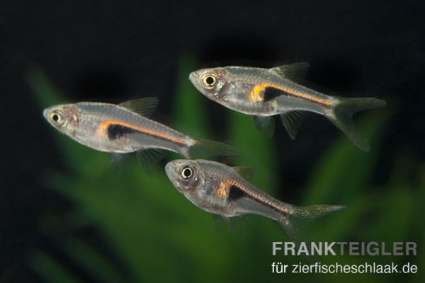 Keilfleckbärbling/ Trigonostigma heteromorpha